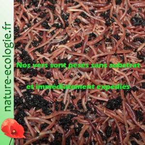 Vers pour lombricomposteur 500 grammes